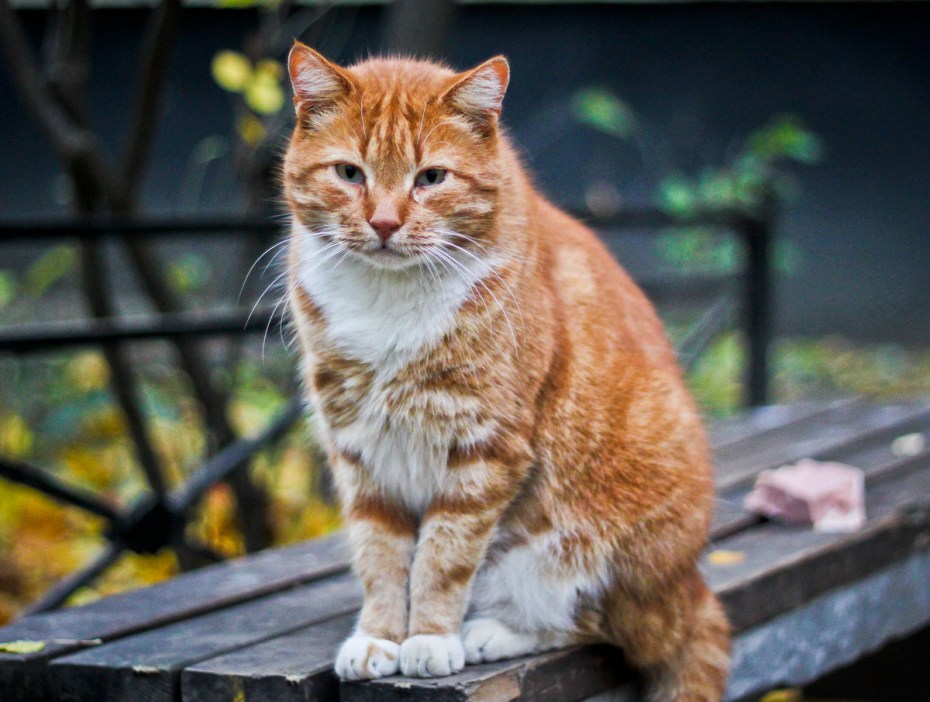 Кот сидит на скамейке