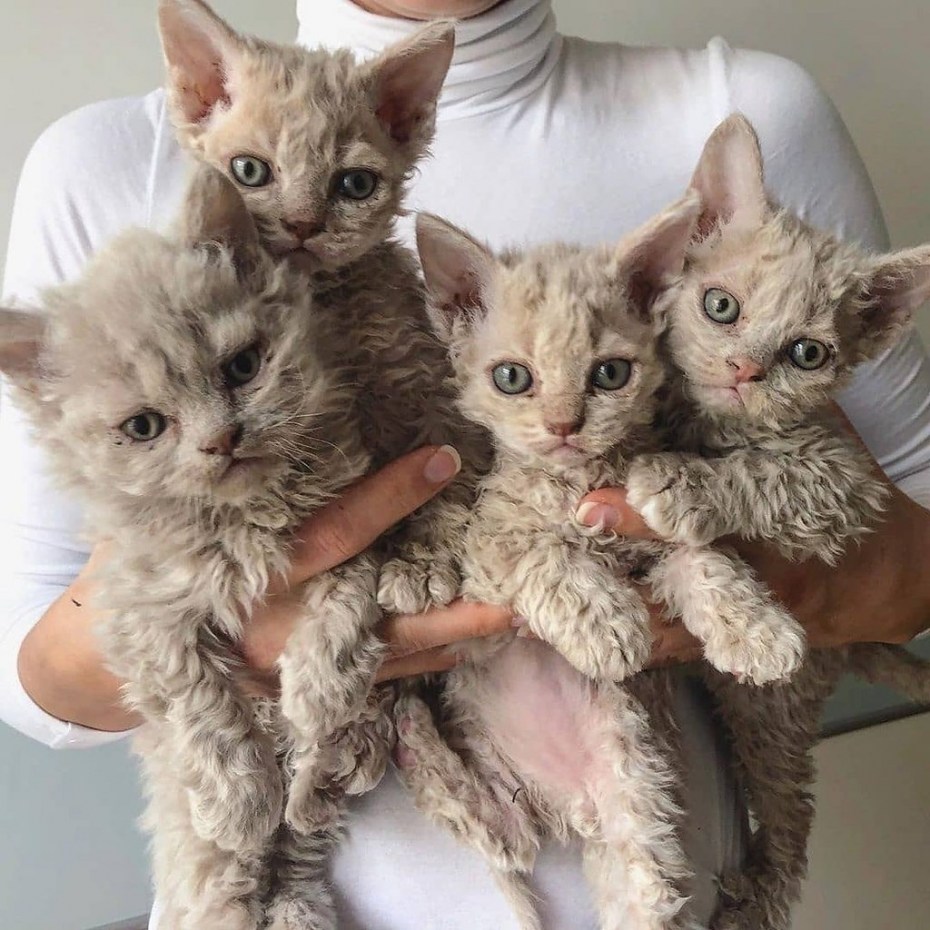 Кот Селкирк рекс