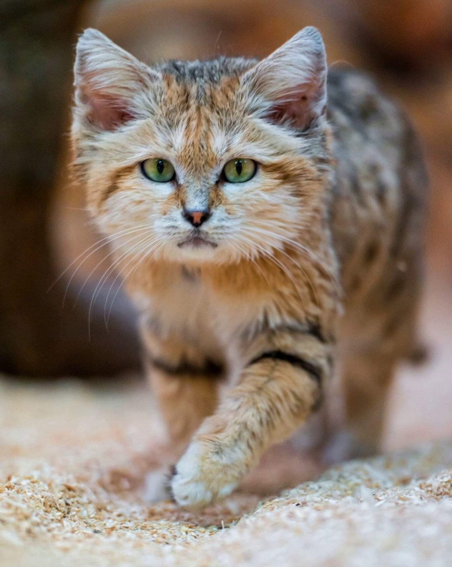 Барханный кот