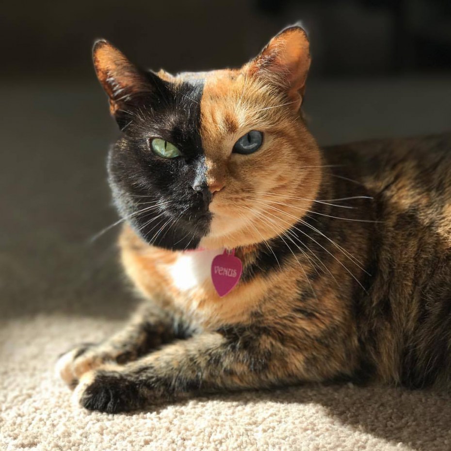 Необычные коты