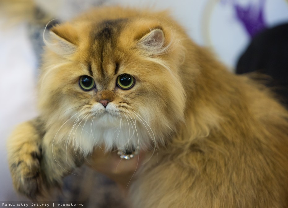 Редкие котята