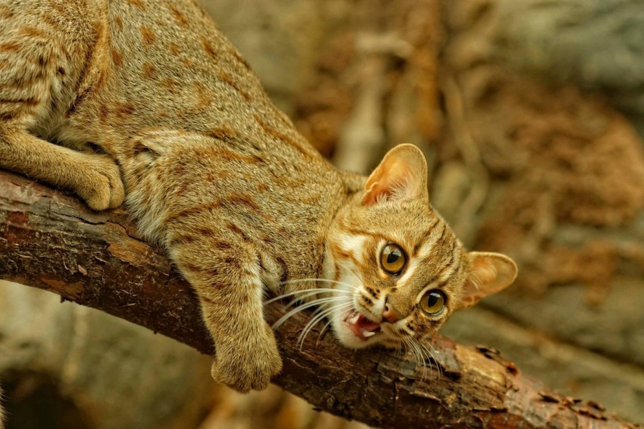 Рыжая пятнистая кошка Prionailurus rubiginosus