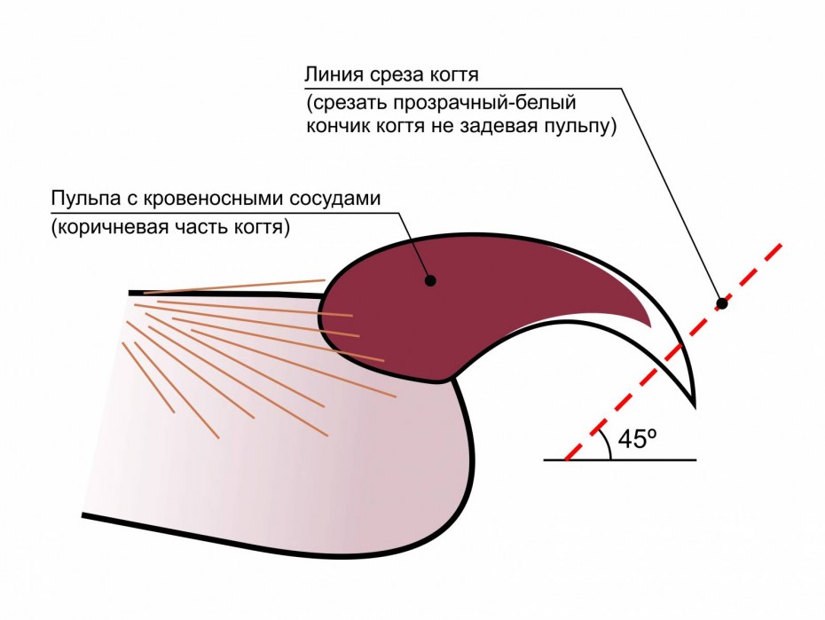 Стрижка когтей
