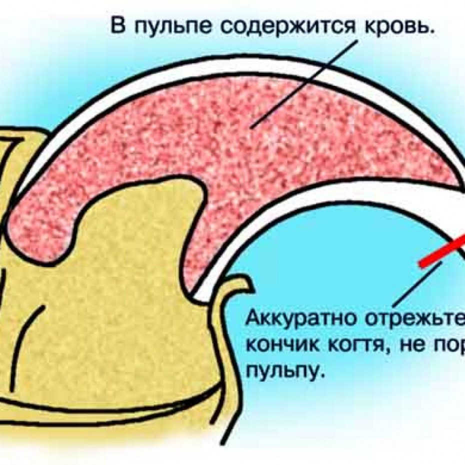 Подстригание когтей коту