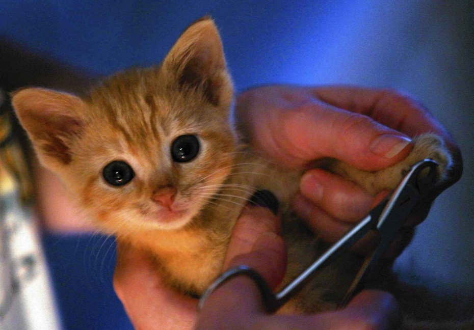 Кот с пилкой