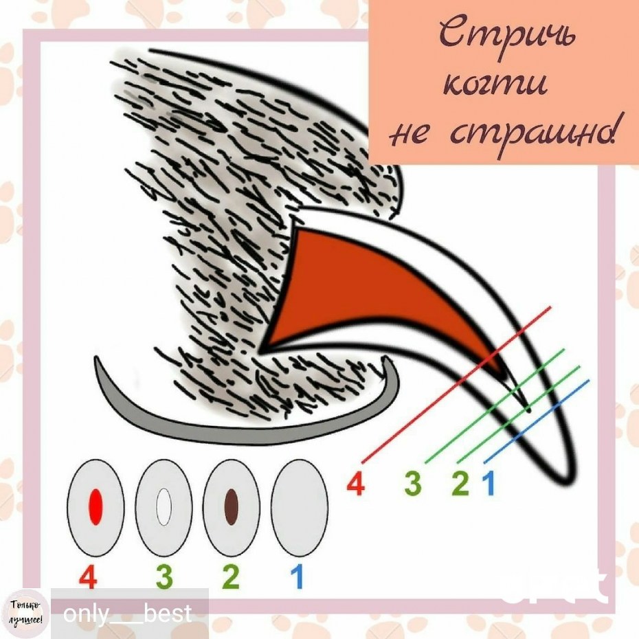 Приспособление для подстригания ногтей у собак