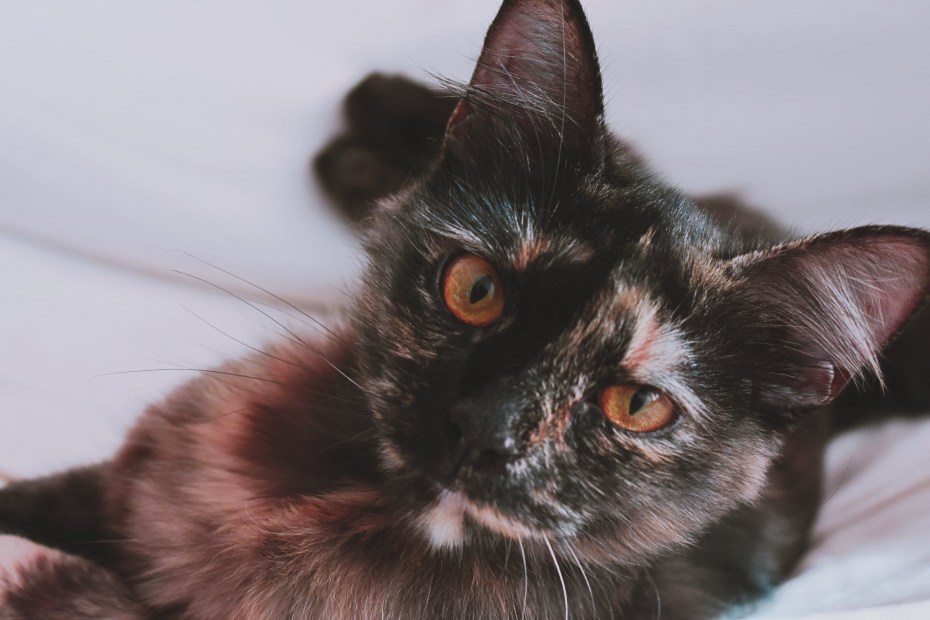 Чёрно коричневый кот котёнок