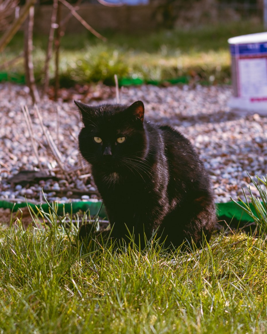 Зеленая кошка