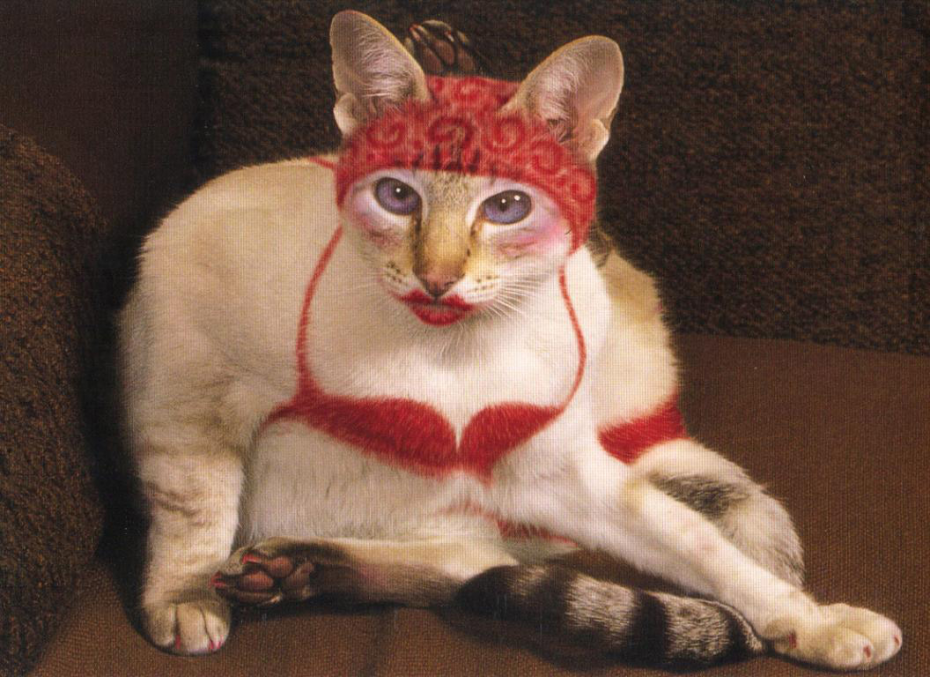 Смешные ситуации с котами