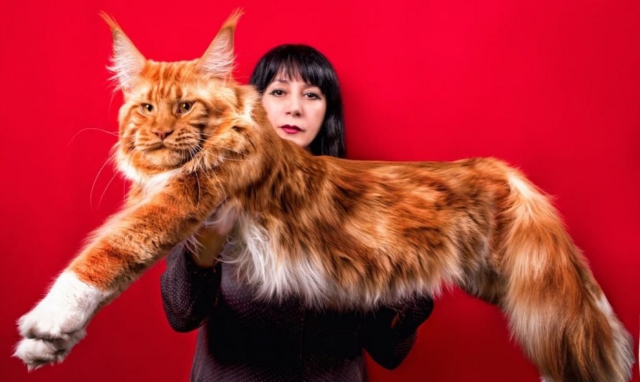 Большие кошки Мейн кун