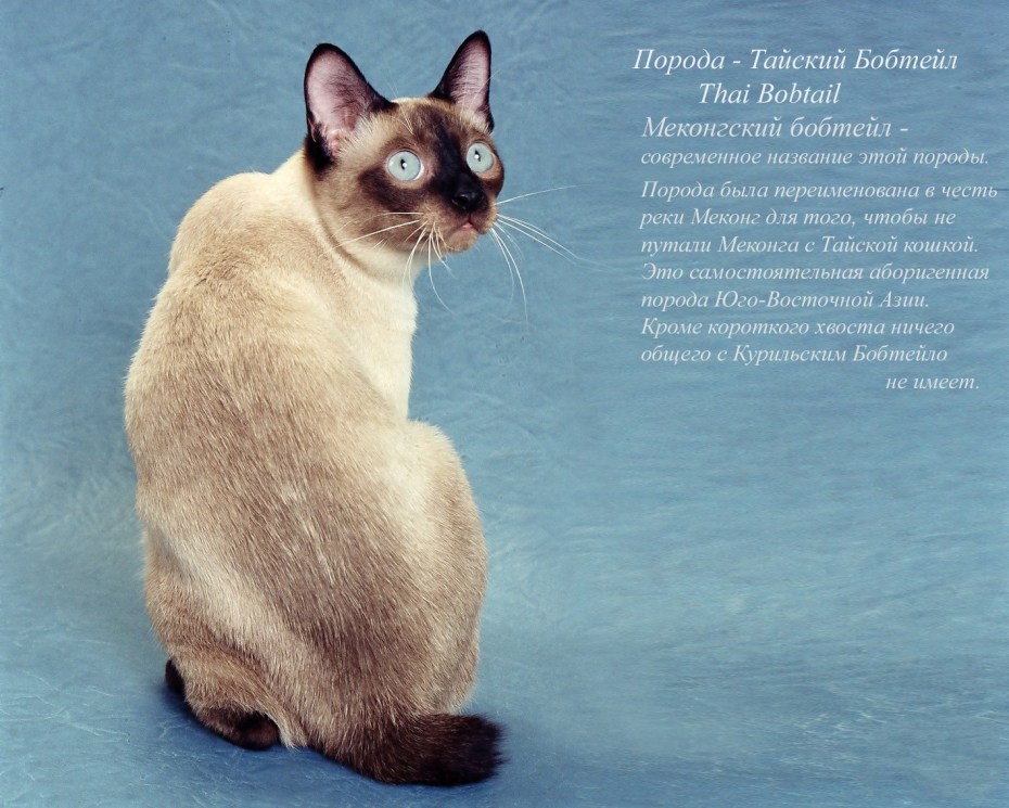 Кимрик Уэльская кошка