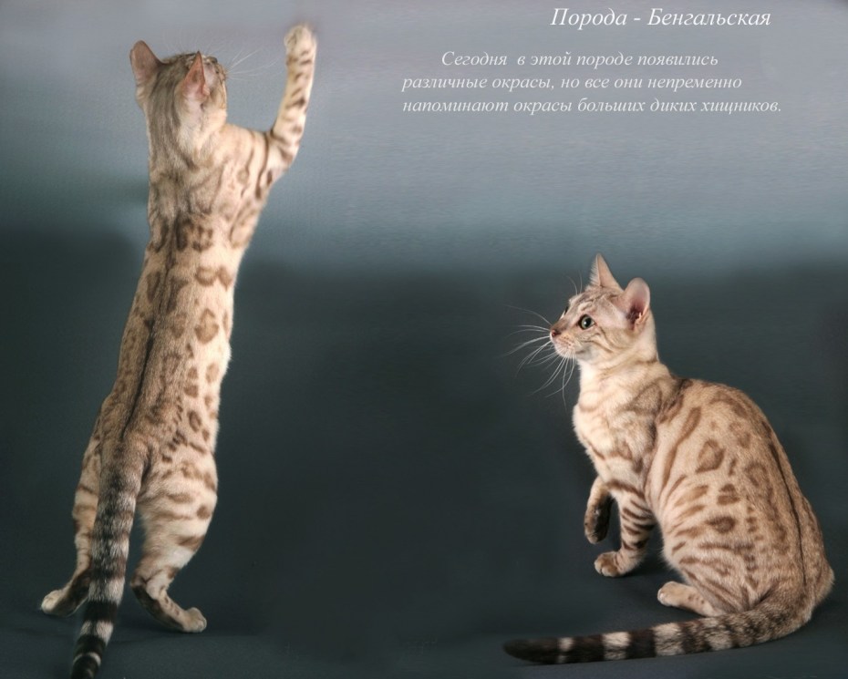 Английская художница Сьюзан Херберт