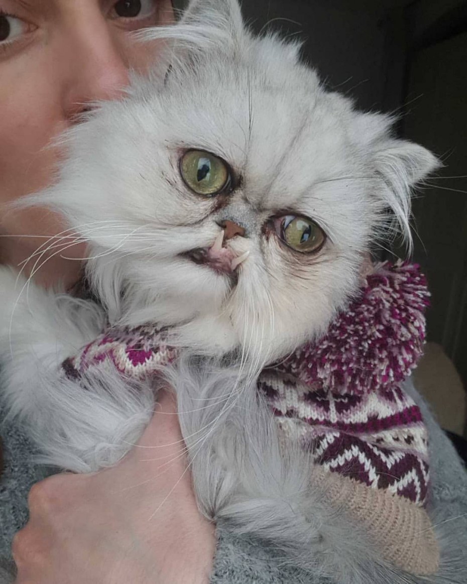 Пародия кошку аще