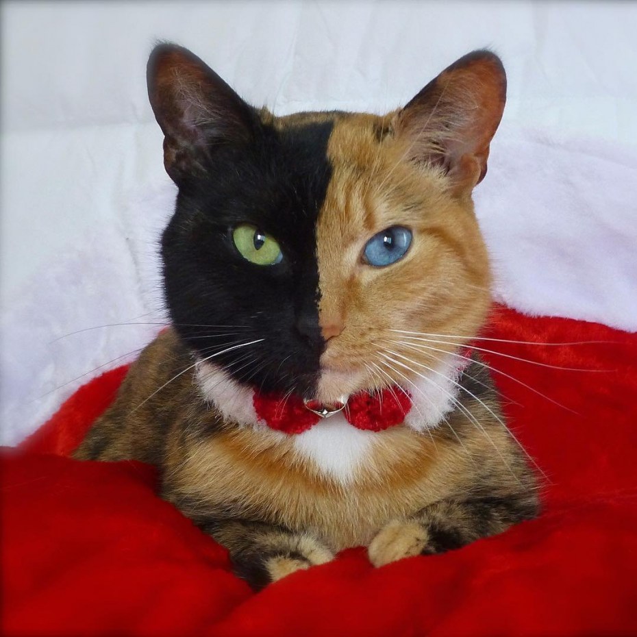 Необычные коты