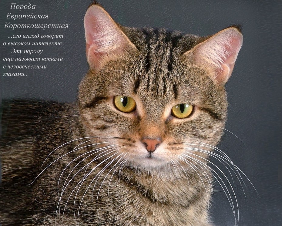 Коты великаны породистые