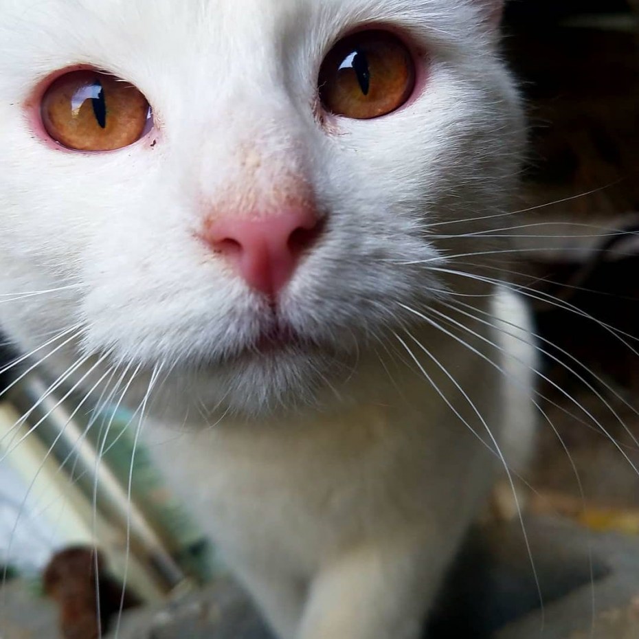 Породы кошек с красными глазами порода - картинки и фото koshka.top