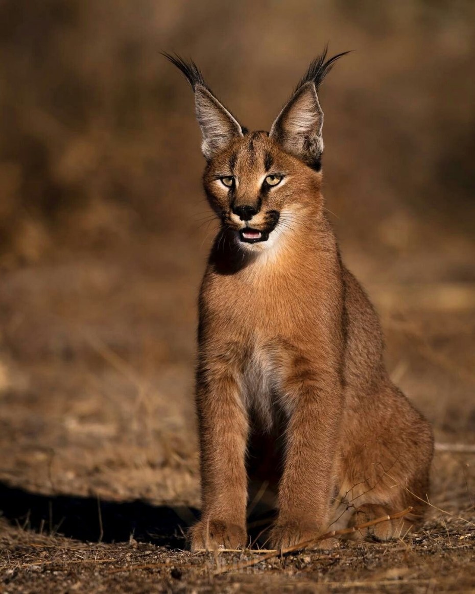 Каракал кошка
