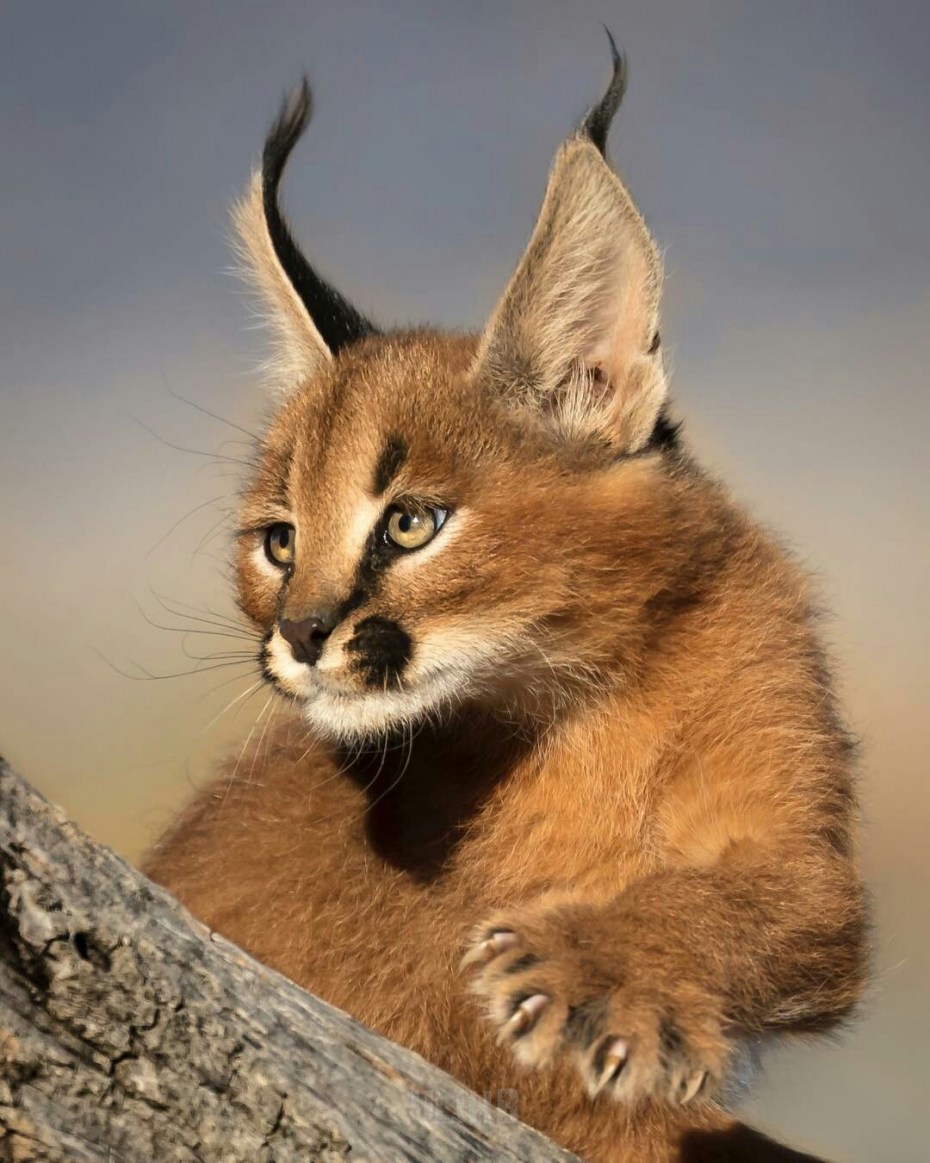 Дикая кошка каракал