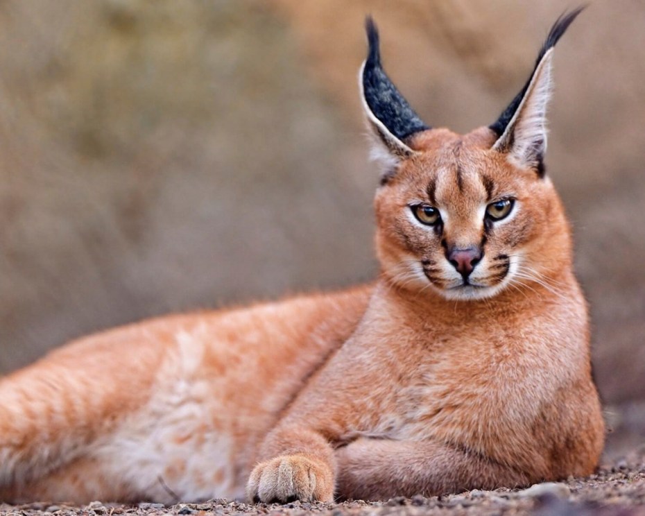 Каракал Lynx