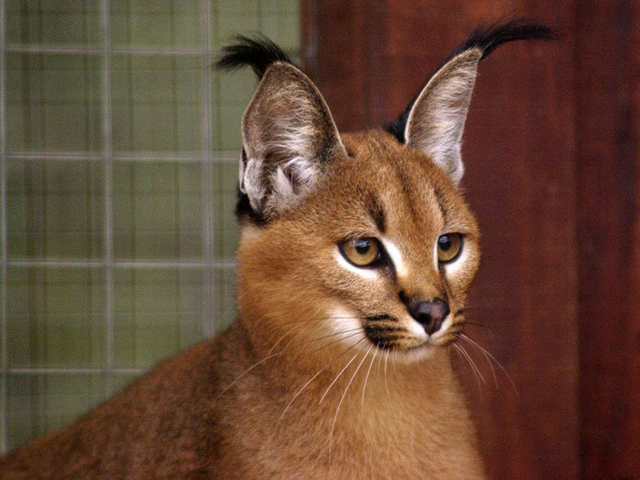 Каракал кошка