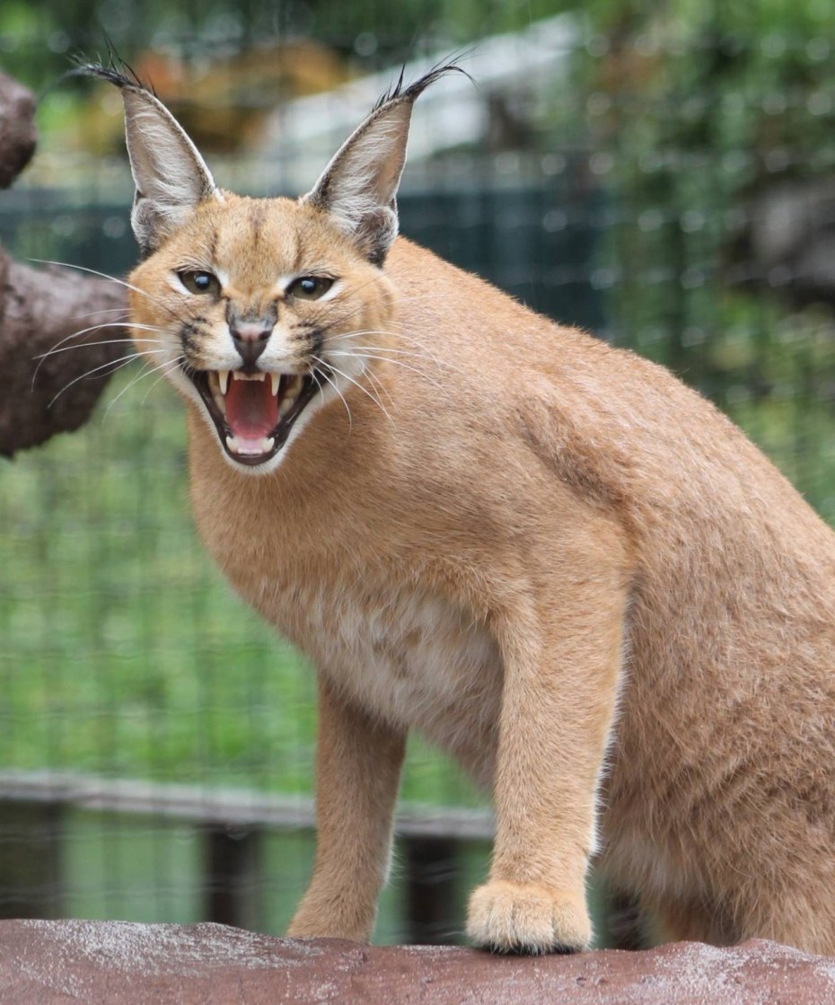 Каракал кошка