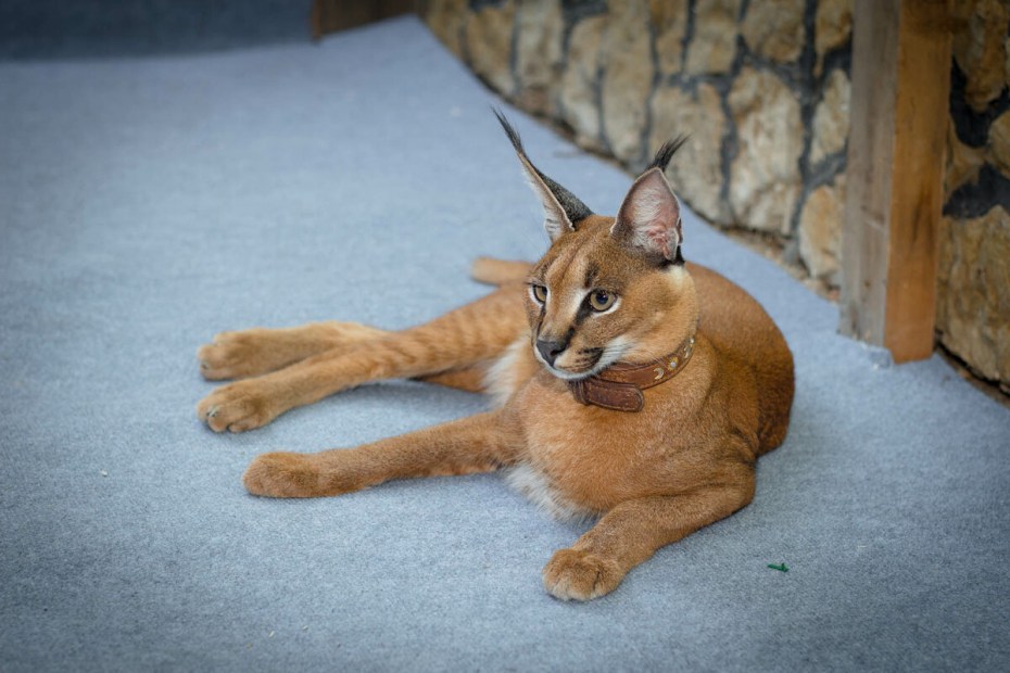 Каракал котенок