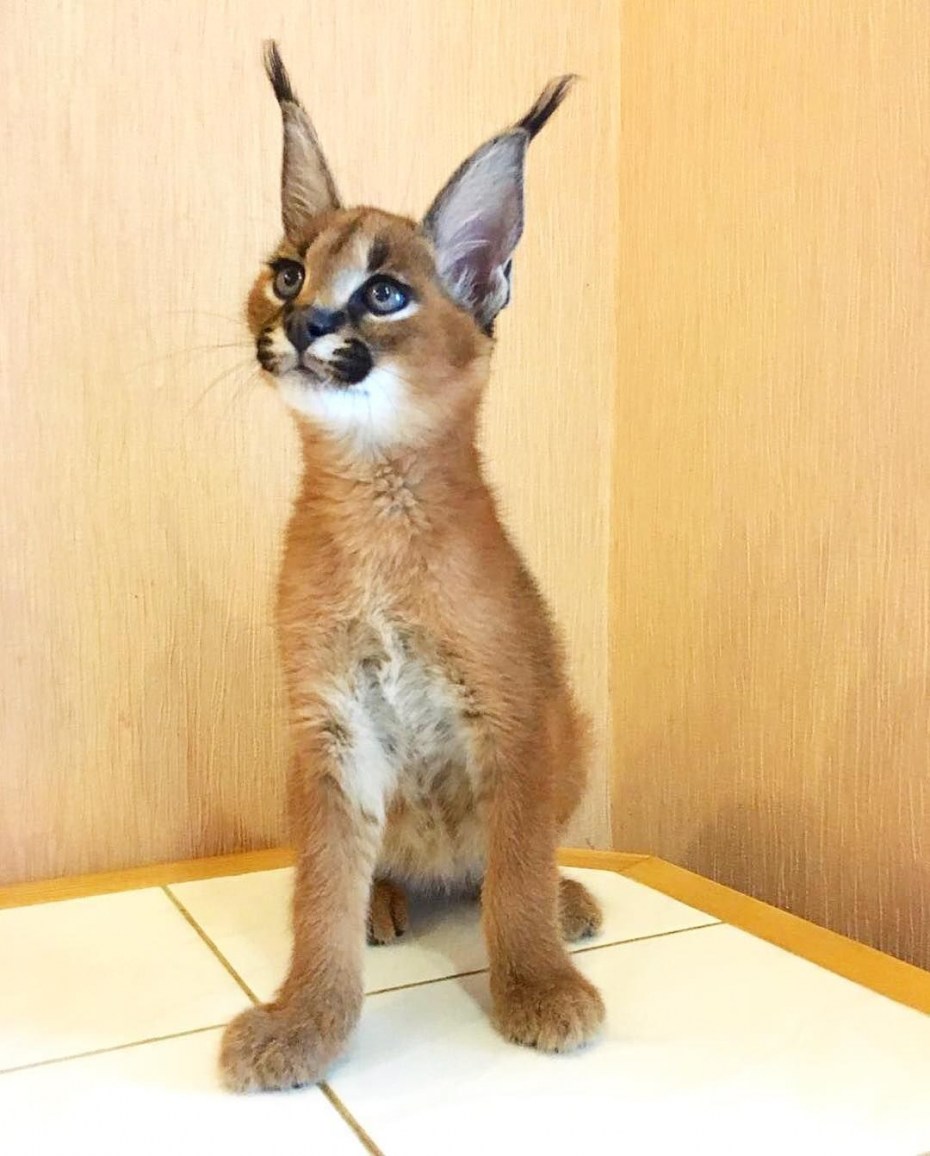 Кошка породы Рысь