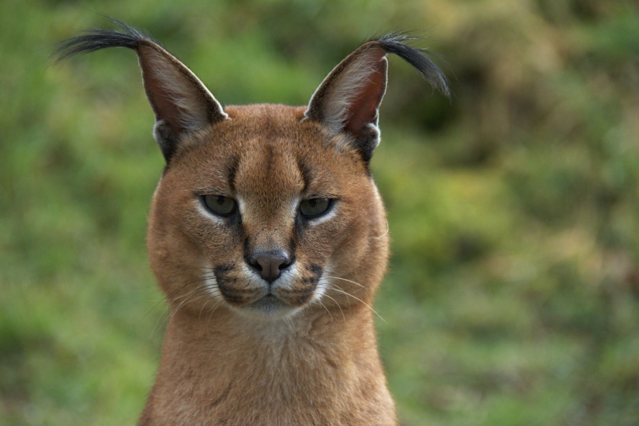Каракал Lynx