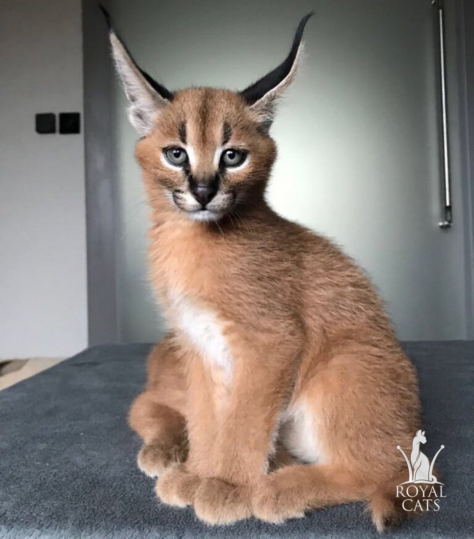 Каракал Lynx