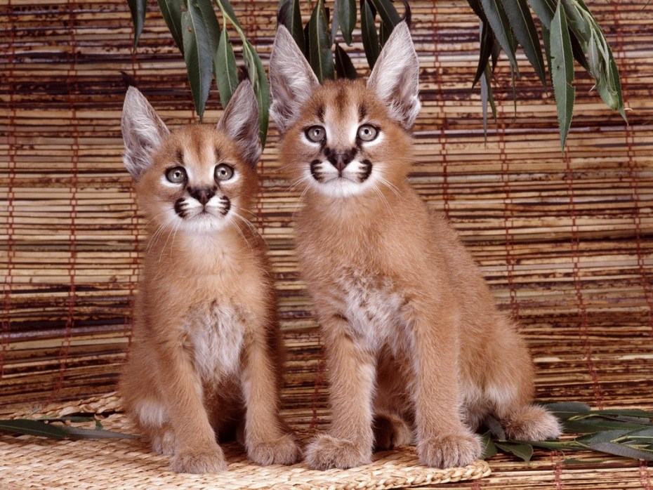 Степная кошка каракал