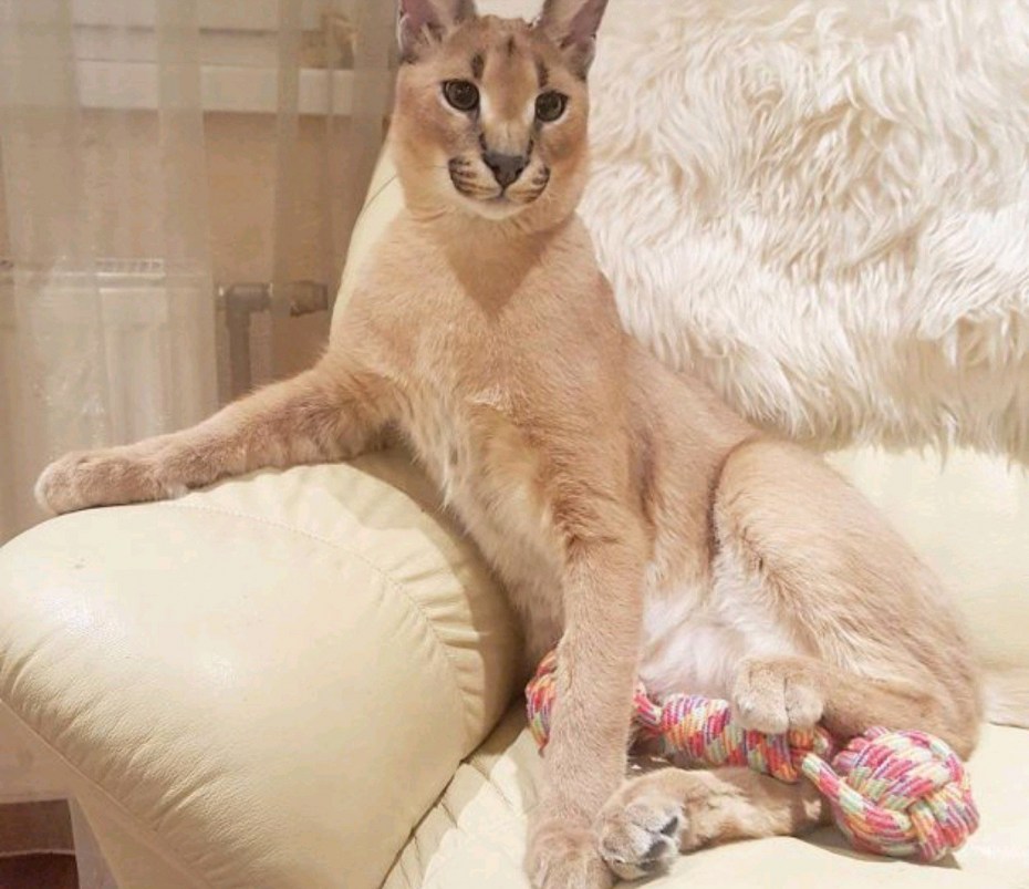 Коты породы каракал