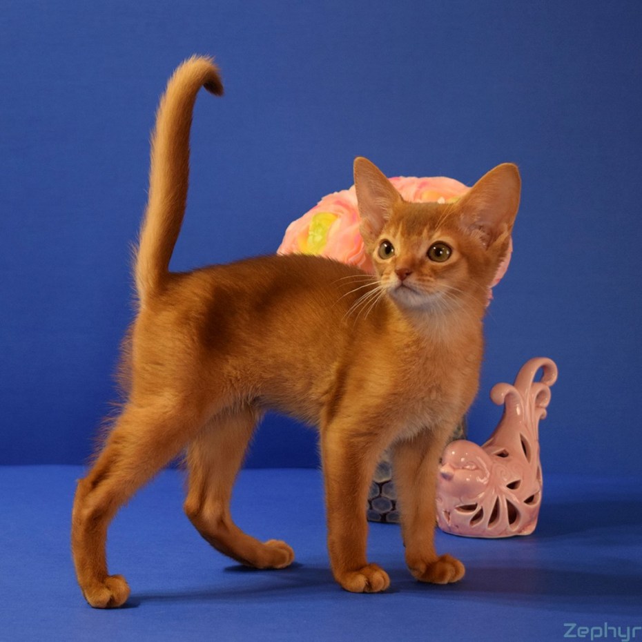 Абиссинский кот соррель