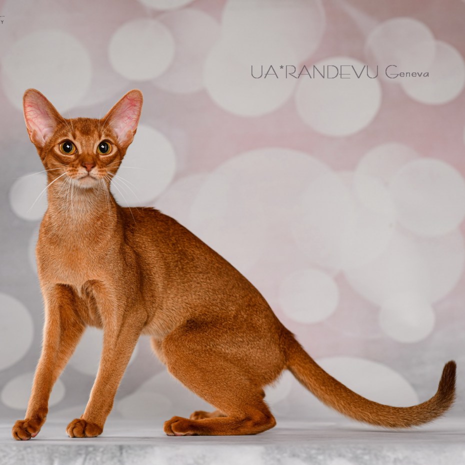 Абиссинский кот соррель