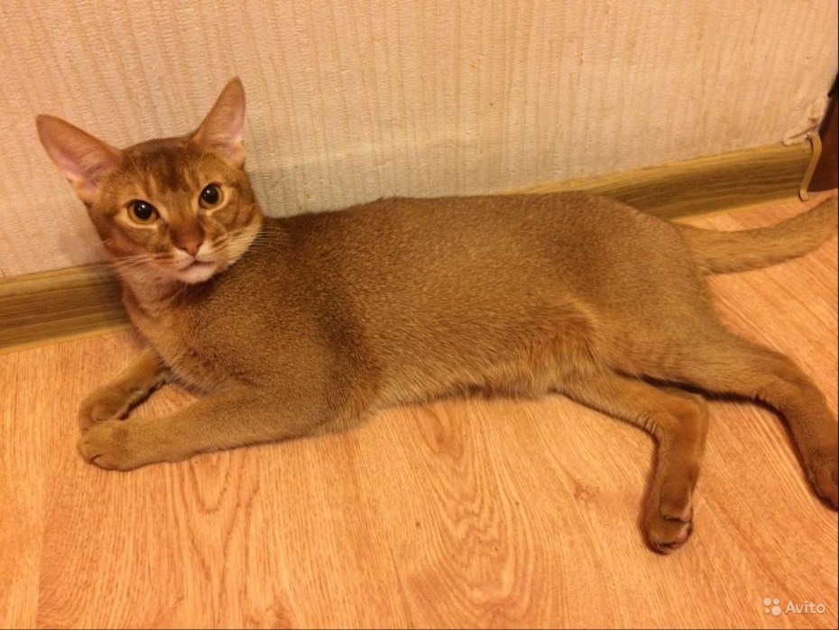 Фото абиссинская кошка соррель