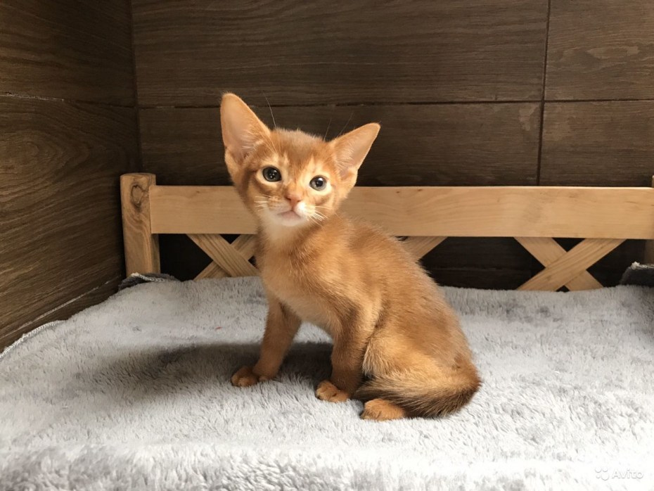 Котенок Сомали соррель
