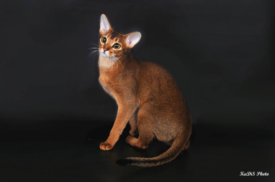 Сомалийская кошка Сорель