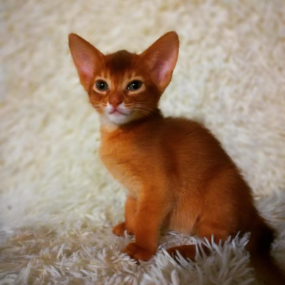 Абиссинская кошка Зула
