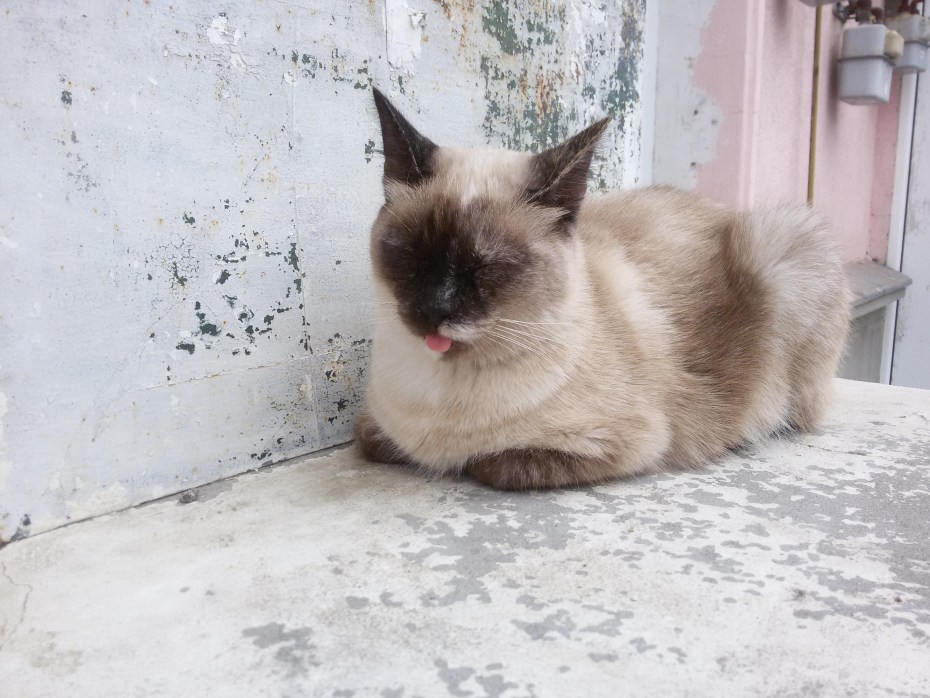 Сиамская кошка гладкошерстная
