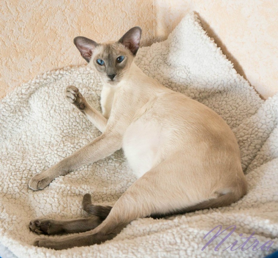 Тайский кот плачет