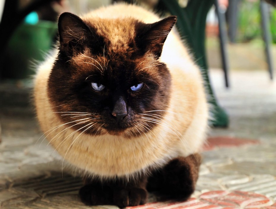 Сиамский и тайский кот