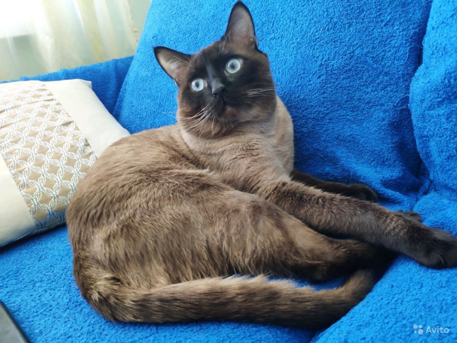 Кошка Бурма Балинезийская