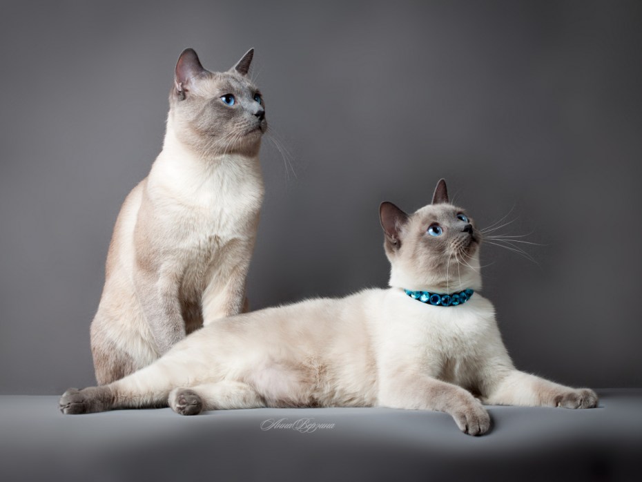 Вес тайской кошки
