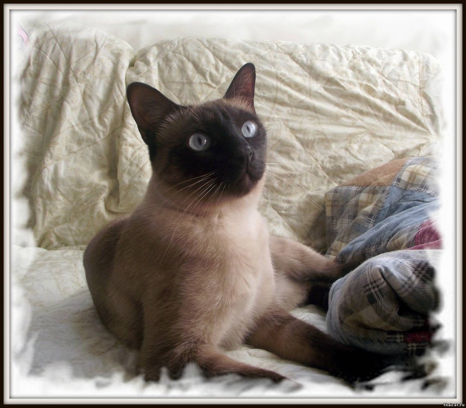 Сиамская кошка