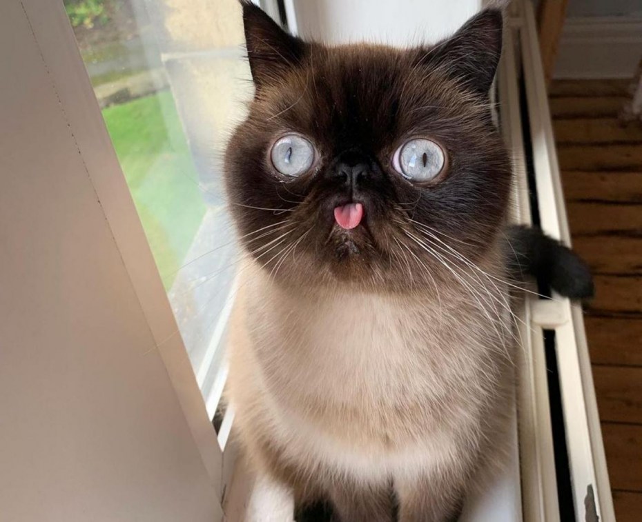 Коты с высунутым языком