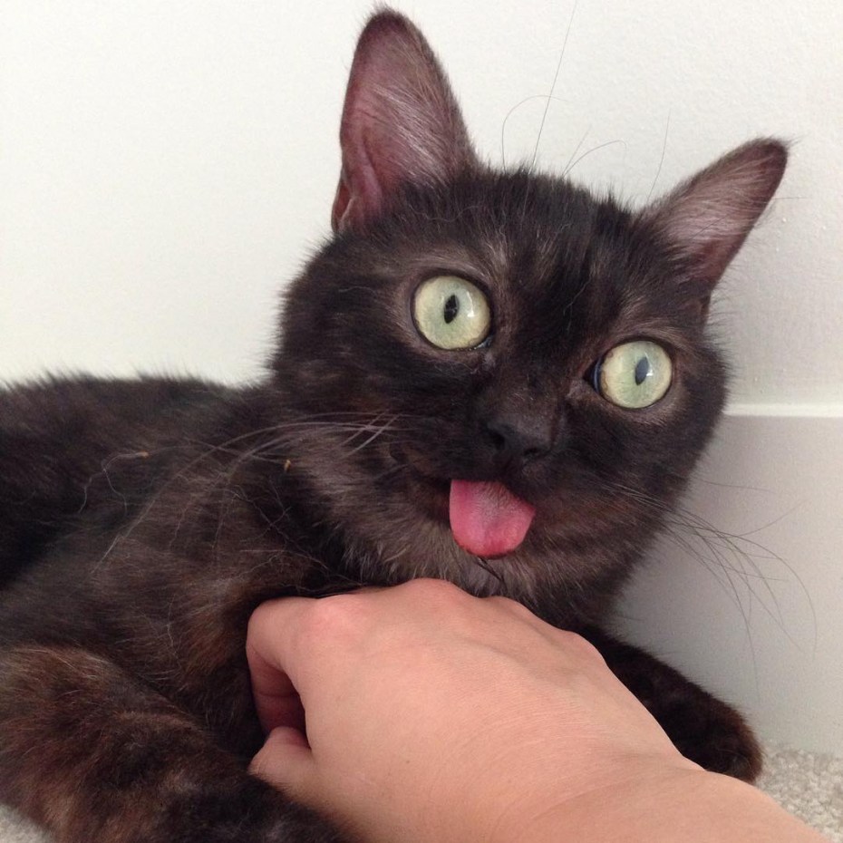 Смешной черный котенок