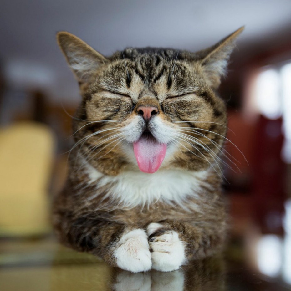 Котенок с высунутым языком
