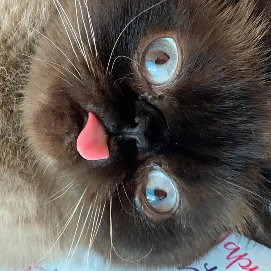 Котенок с языком