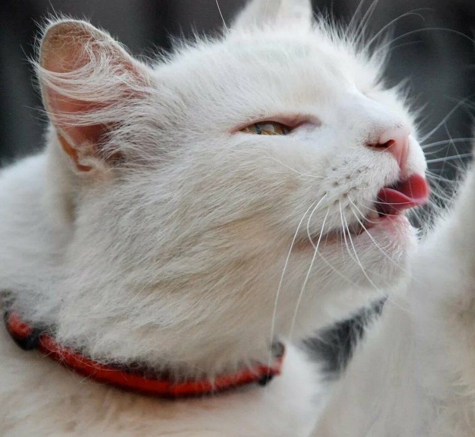 Кошка с высунутым языком