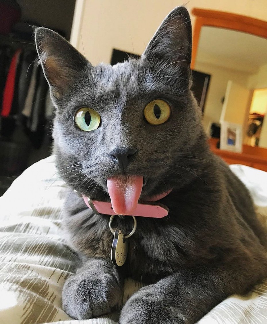 Кошка с высунутым языком