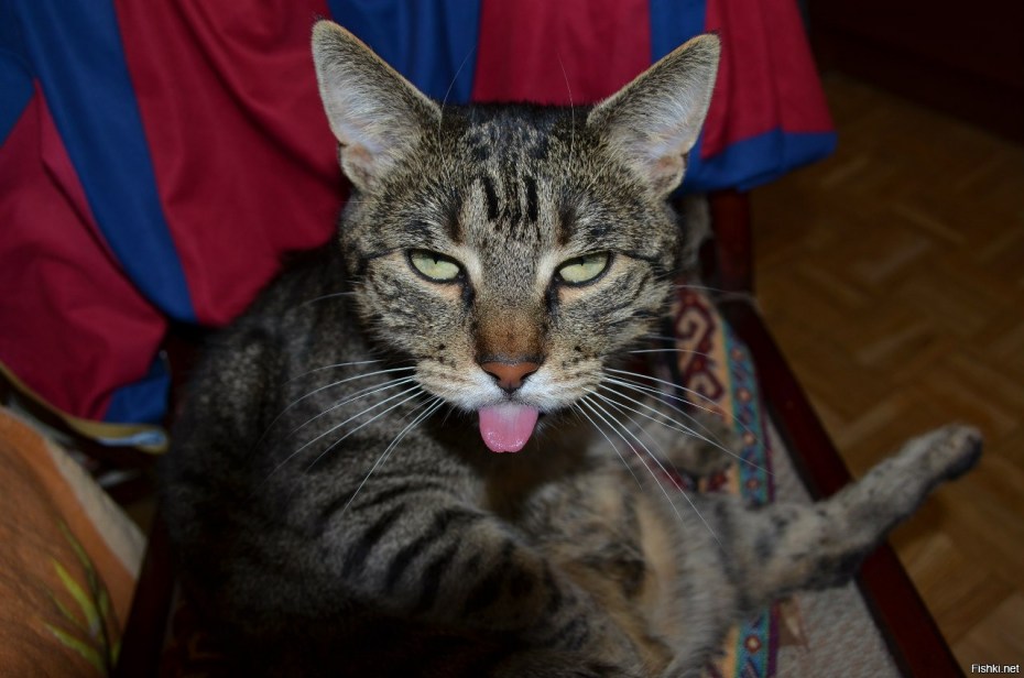 Котик с высунутым языком милый